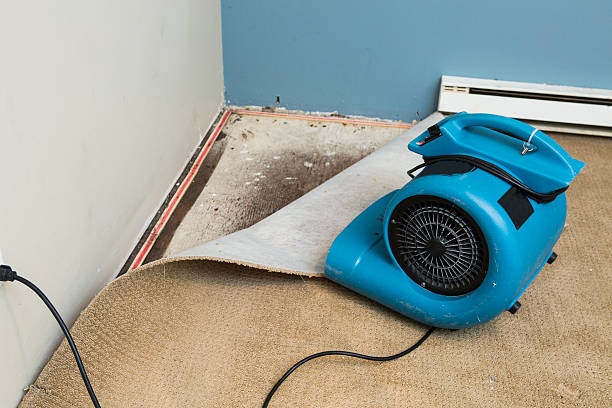 Best Mold removal after water damage  in Rochelle, GA